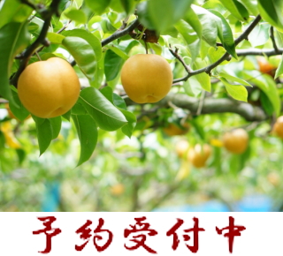 ことのみや果樹園 お米 販売 栃木県 小山市 玄米 通販 コシヒカリ